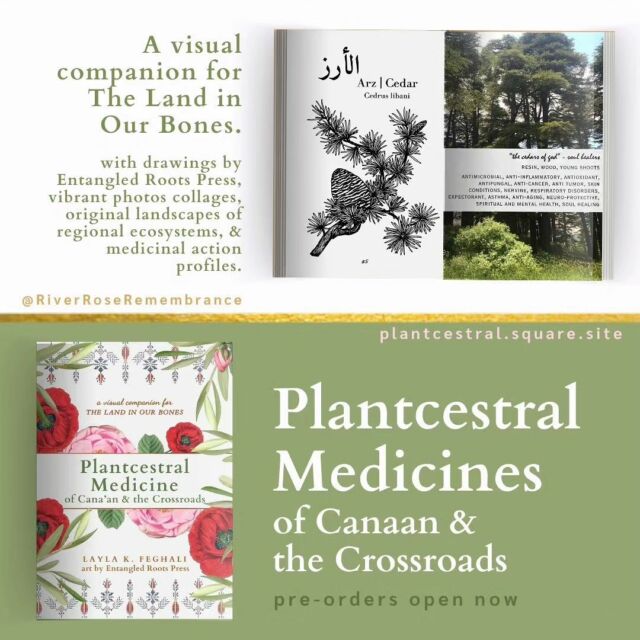 Plantcestral Medicines of Canaan & the Crossroads by @riverroseremembrance

I am beyond honored to have been asked to create these 46 plant illustrations for the visual companion guide for Layla's new book- The Land in our Bones. It also stands alone as a visual medicinal reference. Please note: if you filled out a form with your The Land in Our Bones pre-order to claim free gifts, you will receive this for free along with a tote! Buy for a friend. You can now buy Layla's book (signed) directly from her site. Support authors + artists so we can spread the love.

🌿🌿🌿

Each plant is a hand drawn pen and ink illustration. I always learn so much when I create work about regionally specific plants and am grateful for the opportunity. Honestly, go look up a video of the rose of Jericho.  Not only the most difficult piece to illustrate, but also the most fascinating. 

🧿🧿🧿

I also screenprinted a few hundred totes for this project. (thank you always to @impinsandimneedles for being my printers devil* for a good percentage of them). There are three tote designs available, two featuring Layla's design "Teta's hands" and the third featuring three plantcestors from the Pouys zine (Plant Medicine of Ancestral Armenia) created with @29cents and @pigsaysmou . Originally block prints, the plants are rose (vart/ward) pomegranate (noor/remman) and violet (manooshag/banafsaj). 

🌹🌹🌹

Head to @riverroseremembrance 's bio where you can find a link to their souk to preorder the plant companion. 
A generous percentage of sales from any of the 3 books in their shop this week will go directly to gofundme’s to support individuals in Ga za. 

*printer's  devil: an apprentice in a print shop, often doing unskilled tasks. Ie they prepped and moved the totes from the screen to the table to dry for hours as I printed. ♥️🔥
